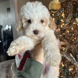 Rejoice - White female Cavapoo puppy in Arabi, Georgia from Huckadoodle Farm