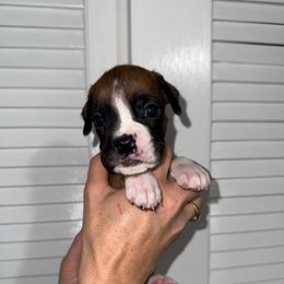 Naomi - Fawn female Boxer puppy in Jamesville, New York from Reynolds Homestead Boxers