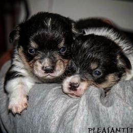 Pembroke Welsh Corgi Puppies from Corgis Hawaii Pleasantstone Aloha Corgis