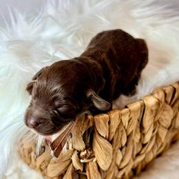 Jovi - Brown female Cockapoo puppy in Denver, Pennsylvania from Greenview Puppies
