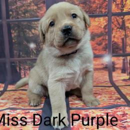 Goldendoodle, Golden Retriever, Labradoodle, and Labrador Retriever Puppies from Robertson's Retrievers and Doodles