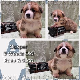 Casper - Red male Pembroke Welsh Corgi puppy in Kiowa, Colorado from Cool Water Corgis LLC