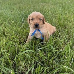 Boy 2 - male Golden Retriever puppy in Bristol, Tennessee from The Dogstead