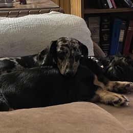 Dachshund Puppies from P&P Dachshunds