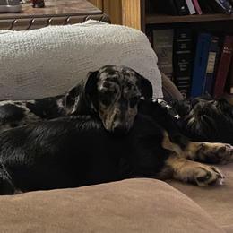 Dachshund Puppies from P&P Dachshunds