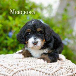 Mercedes - Tri-color female Bernedoodle puppy in Tucson, Arizona from Sun Valley Goldendoodles