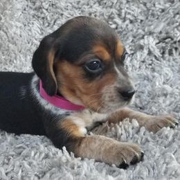 Beagles and Cairn Terriers from Loves Kennel