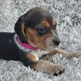 Beagles and Cairn Terriers from Loves Kennel