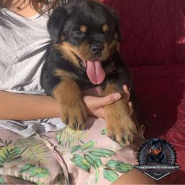 Rottweiler Puppies from Von Der Hing Rottweilers