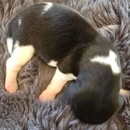 Girl 5 - Black Dachshund puppy in Barre, Massachusetts from Central Mass Dachshunds