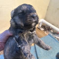 Bouvie girl - Fawn female Bouvier des Flandres puppy in Bethlehem, Connecticut from Bouviers Gate House