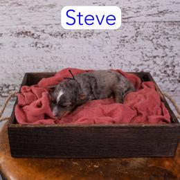 Steve - Blue merle male Bernedoodle puppy in Calhoun, Georgia from Happy Top Doodles