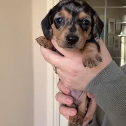Bandit Girl - Dapple female Dachshund puppy in Guthrie, Oklahoma from Kingdom Mini Dashchunds