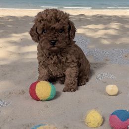 Kate - Red  female Poodle puppy in Mint Hill, North Carolina from DoodleForever