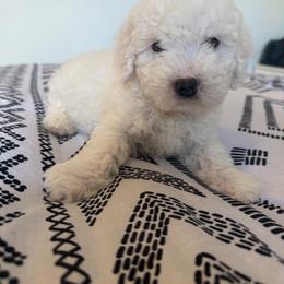 Teddy - White male Poodle puppy in Grass Valley, California from Cuddle Paws Poodles