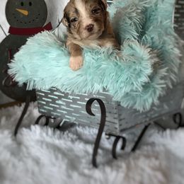 Aussiedoodle and Australian Shepherd Puppies from Dunroamin Farms Australian Shepherds and Aussiedoodles