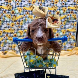 Birdie - Red  female Goldendoodle puppy in Macon County, North Carolina from Mountain Doodles