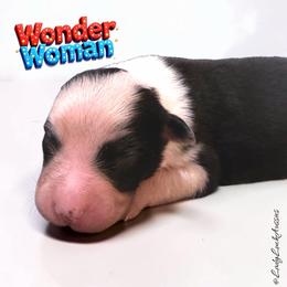 Wonder Woman-Black Tri Female - Black tri-color female Australian Shepherd puppy in Gainesville, Texas from Lady Luck Aussies
