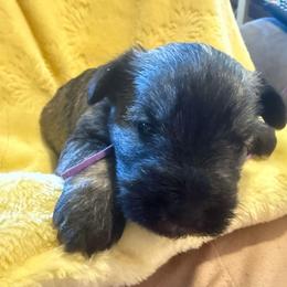 Penelope - Salt and pepper female Miniature Schnauzer puppy in Bellingham, Washington from Tiki Love Farm