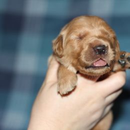 Boy 1 - Golden male Golden Retriever puppy in Lucasville, Ohio from Trusting Hearts Kennel