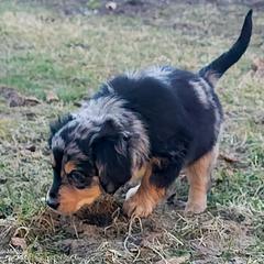 Australian Mountain Doodle, Bernedoodle, Companion Cross, and Shihpoo Puppies from Perfect Companion Puppies