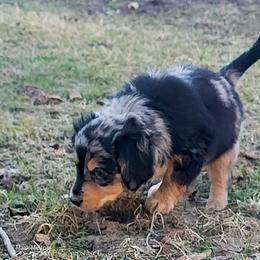 Australian Mountain Doodle, Bernedoodle, Companion Cross, and Shihpoo Puppies from Perfect Companion Puppies