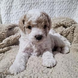 Lexus - Blenheim female Cavapoo puppy in Gunnison, Utah from Curls and Camo Pups