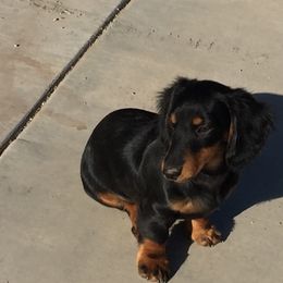 Dachshund Puppies from Aviator's Dachshunds