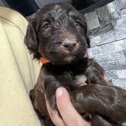 Puppy 11 - Brown female Whoodle puppy in Corinth, Maine from Whoodles of Maine