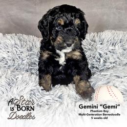 Gemini 'Gemi' - Black Collar - Phantom male Bernedoodle puppy in Jackson, Michigan from A Star is Born Doodles