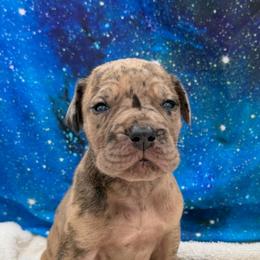 King Zog - Merle male Great Dane puppy in White City, Kansas from Southwind Great Danes