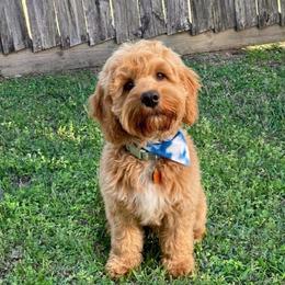 Cockapoo puppies from MyKy Puppies