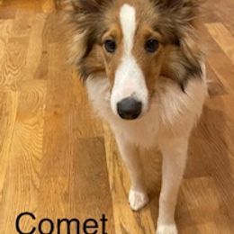 Shetland Sheepdogs from Ashton shelties