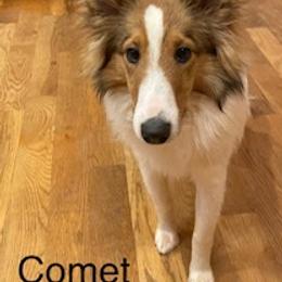 Shetland Sheepdogs from Ashton shelties