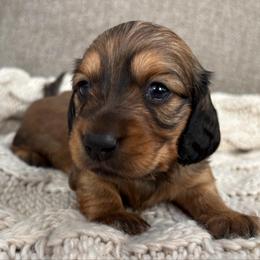 Shaded Red - Red female Dachshund puppy in Mesa, Arizona from Ruby Desert Doxies