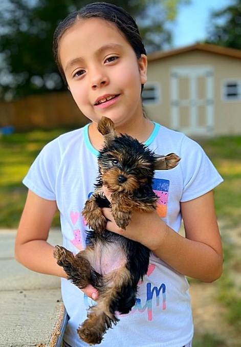 Lolita - $5,500 - Yorkshire Terrier puppy in Clifton, Virginia from Royal Cupids of York