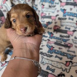 Vanilla Bean - Chocolate Based Cream - Chocolate male Dachshund puppy in Pueblo, Colorado from HotDachs