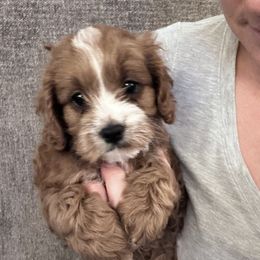 Rusty - Cavapoo puppy from Cavalier Girls