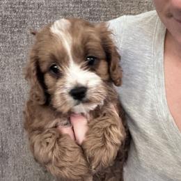 Rusty - Cavapoo puppy from Cavalier Girls