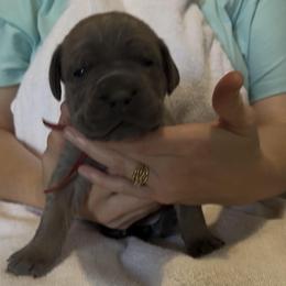 Girl 2 - Fawn female Cane Corso puppy in Dayton, Oregon from BlackStar Cane Corso