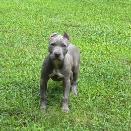 Bellini - Blue female American Bully puppy in Virginia from Terminal Velocity Kennels LLC