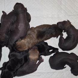 Xoloitzcuintli puppies from Mickam's Xolo's