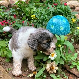 Aussiedoodle Puppies from Crystal Ridge Doodles