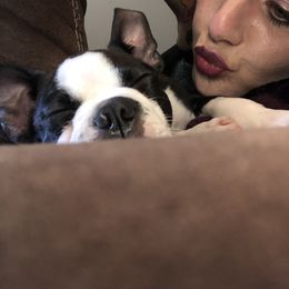 Boston Terrier Puppies from Bonze Boston Terriers