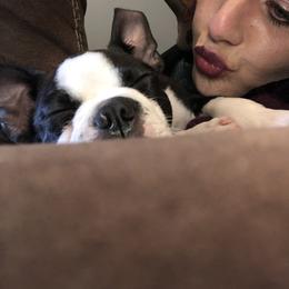 Boston Terrier Puppies from Bonze Boston Terriers