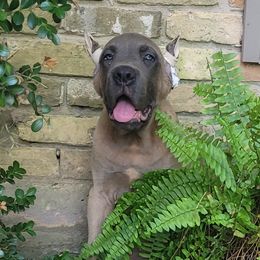 Boy 5 - Cane Corso puppy in Baton Rouge, Louisiana from Walton's Cane Corso