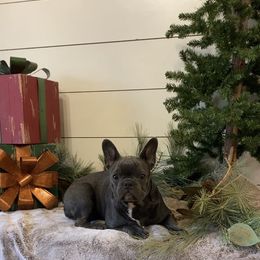 Boy 2 - Blue French Bulldog puppy in Watkinsville, Georgia from Tara's Frenchies