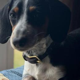 Dachshund Puppies from Scottland Ranch Dachshunds