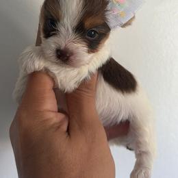 Parti girl 2 - Chocolate, tan and white female Yorkshire Terrier puppy in Kissimmee, Florida from M&R Yorkies