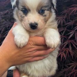 AKC Blizzard (Natural Tail) - Blue merle female Australian Shepherd puppy in Jonesborough, Tennessee from 5AFarms